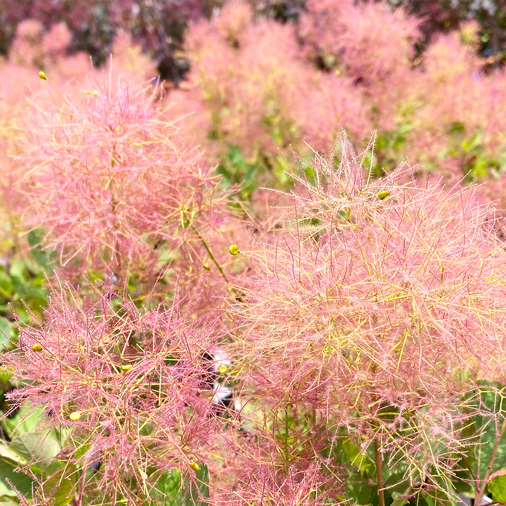 ベストピンクの画像