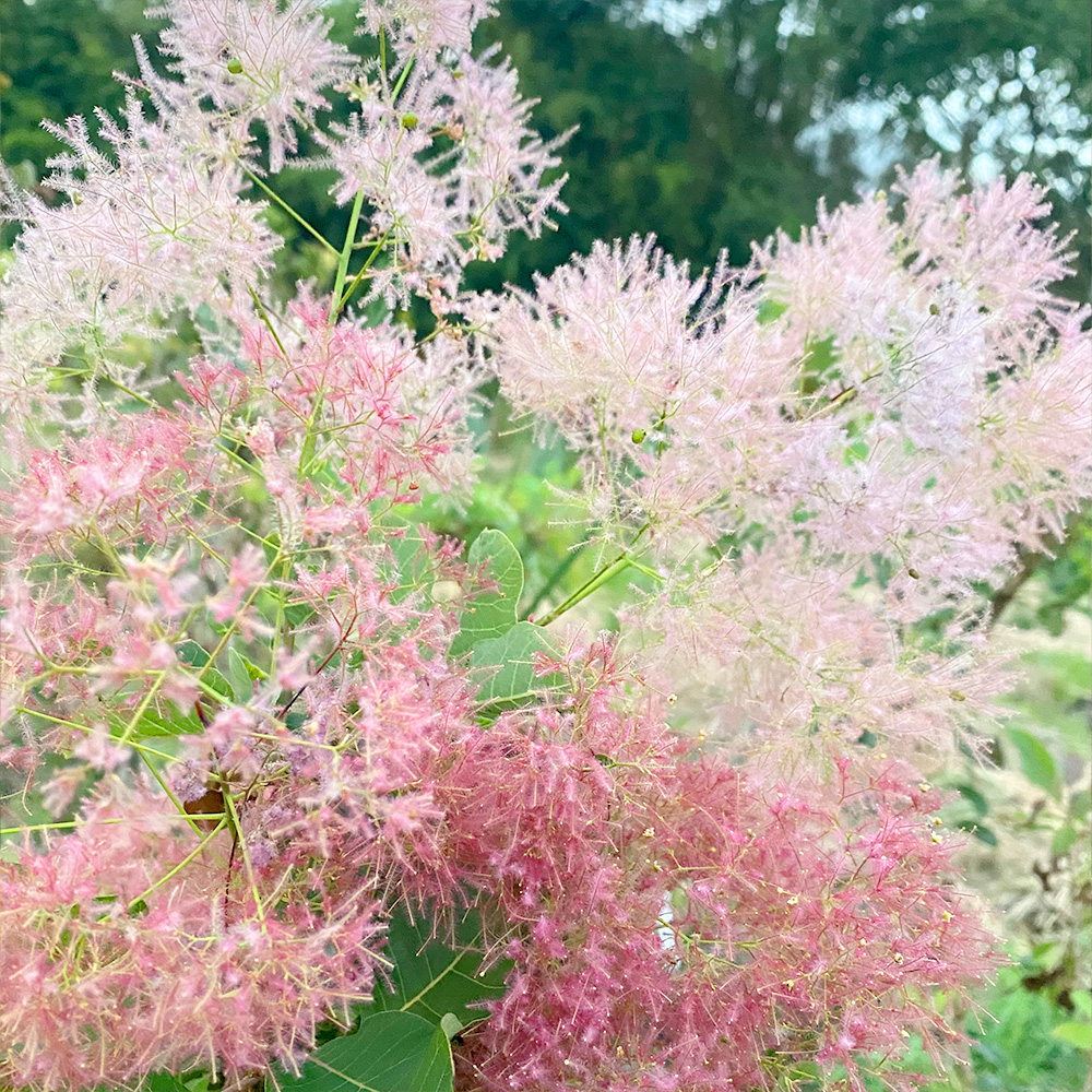 バイカラーの画像