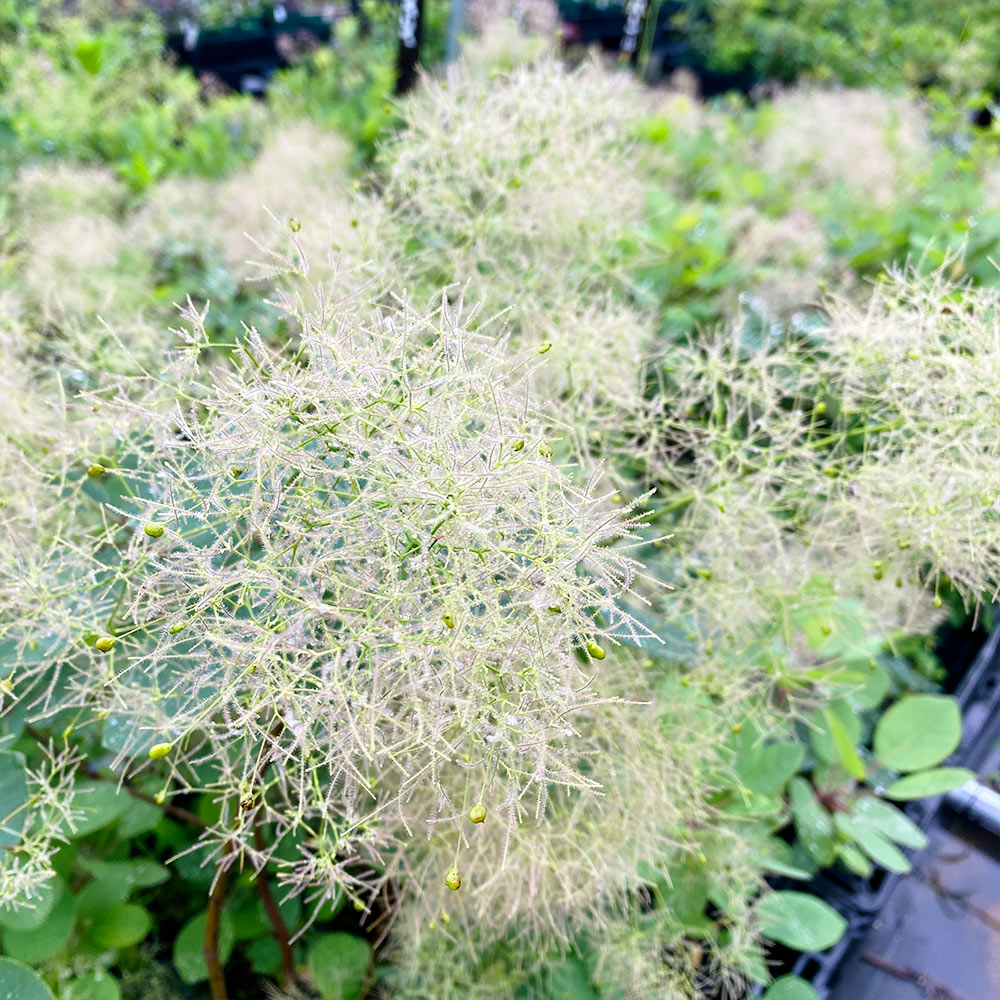 ブランシュシュの画像