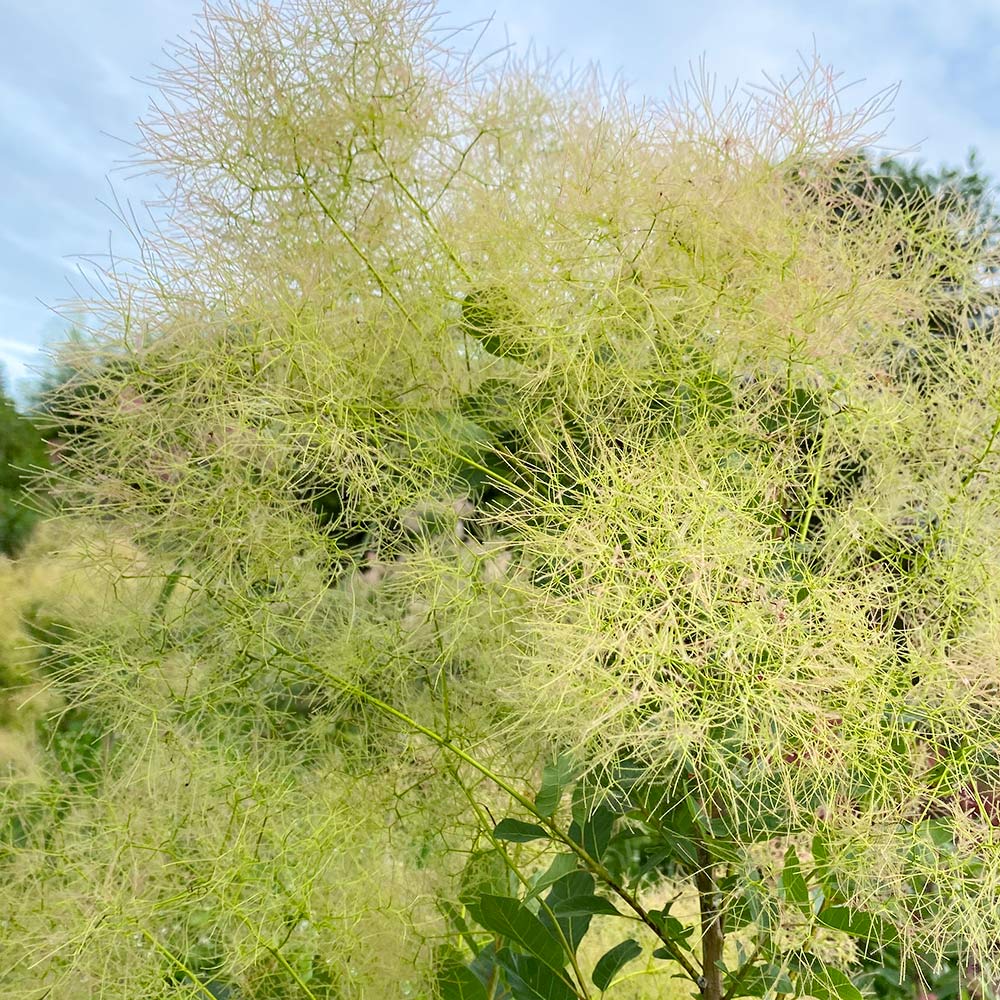 シトロンシュシュの画像