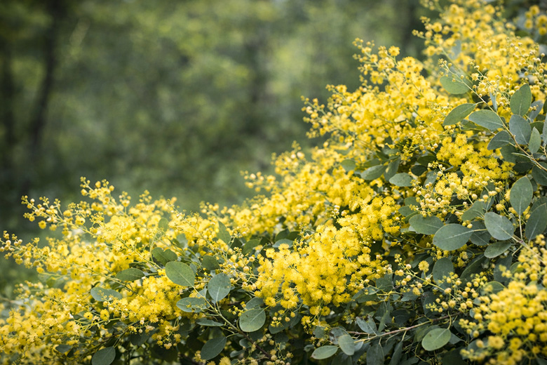 2〜3月に最盛期を迎える「ミモザ」