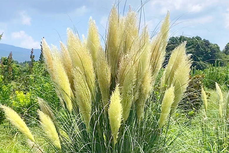 8〜9月に最盛期を迎える「パンパス」