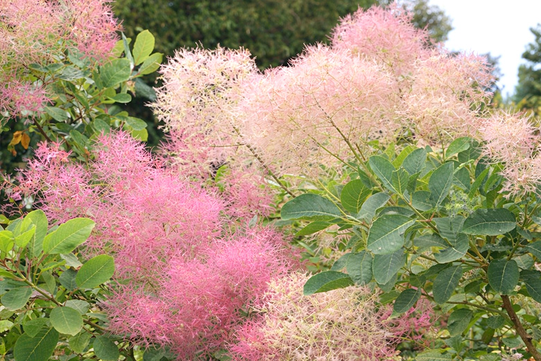 5〜6月に最盛期を迎える「スモークツリー」
