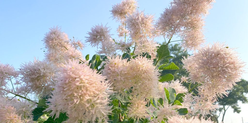 スモークツリーをこよなく愛するオーナーが、一枝一枝に心を込めて。