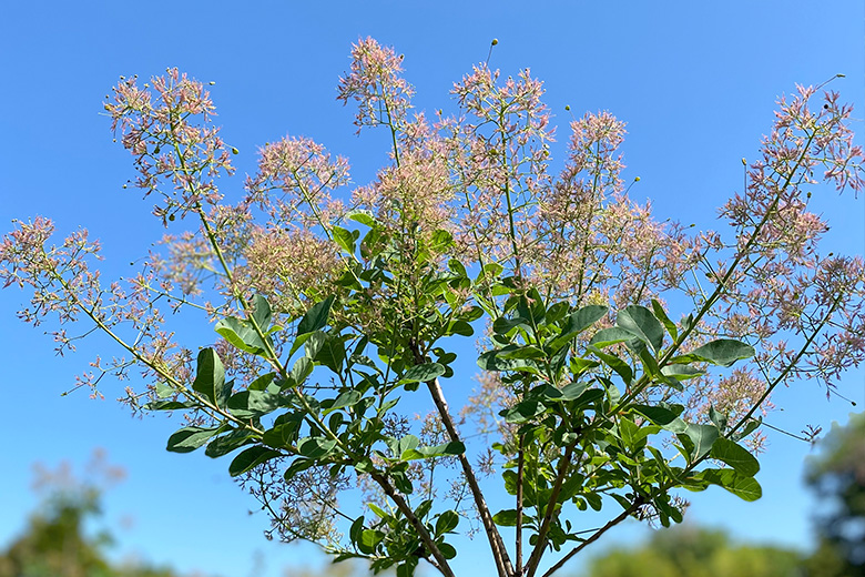 みやびガーデンのご紹介：畑の様子01