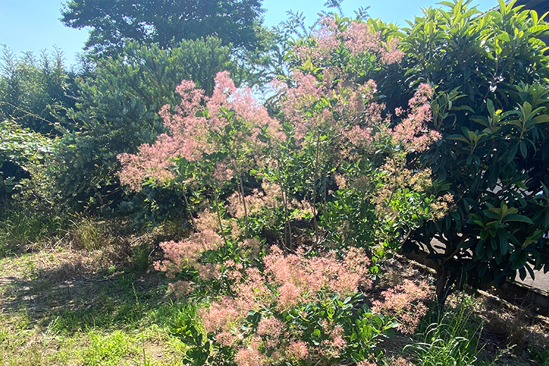 みやびガーデンのご紹介：畑の様子03