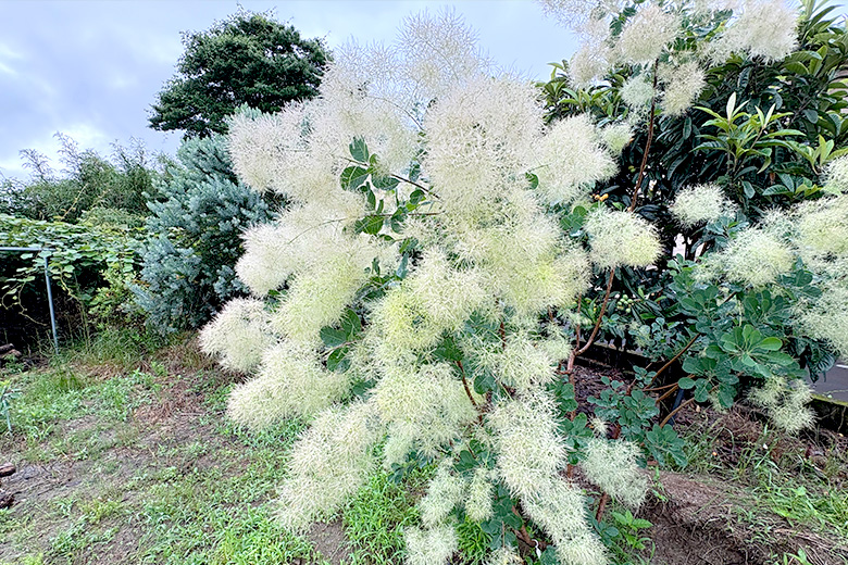 みやびガーデンのご紹介：畑の様子05