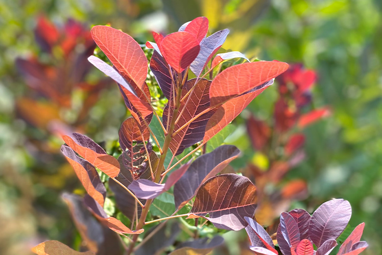 みやびガーデンのご紹介：畑の様子04