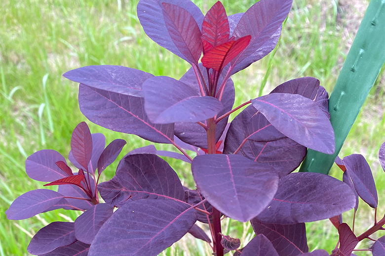 みやびガーデンのご紹介：畑の様子02