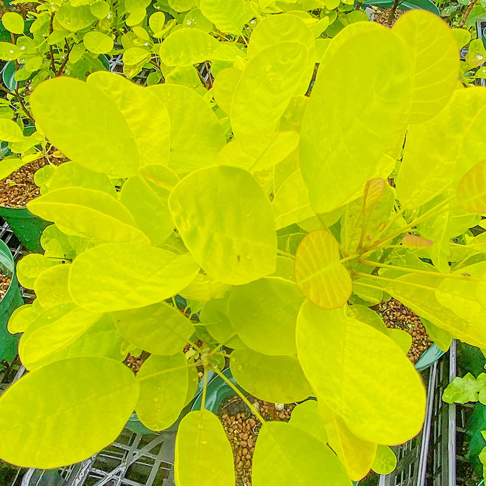 ゴールデンレディの画像