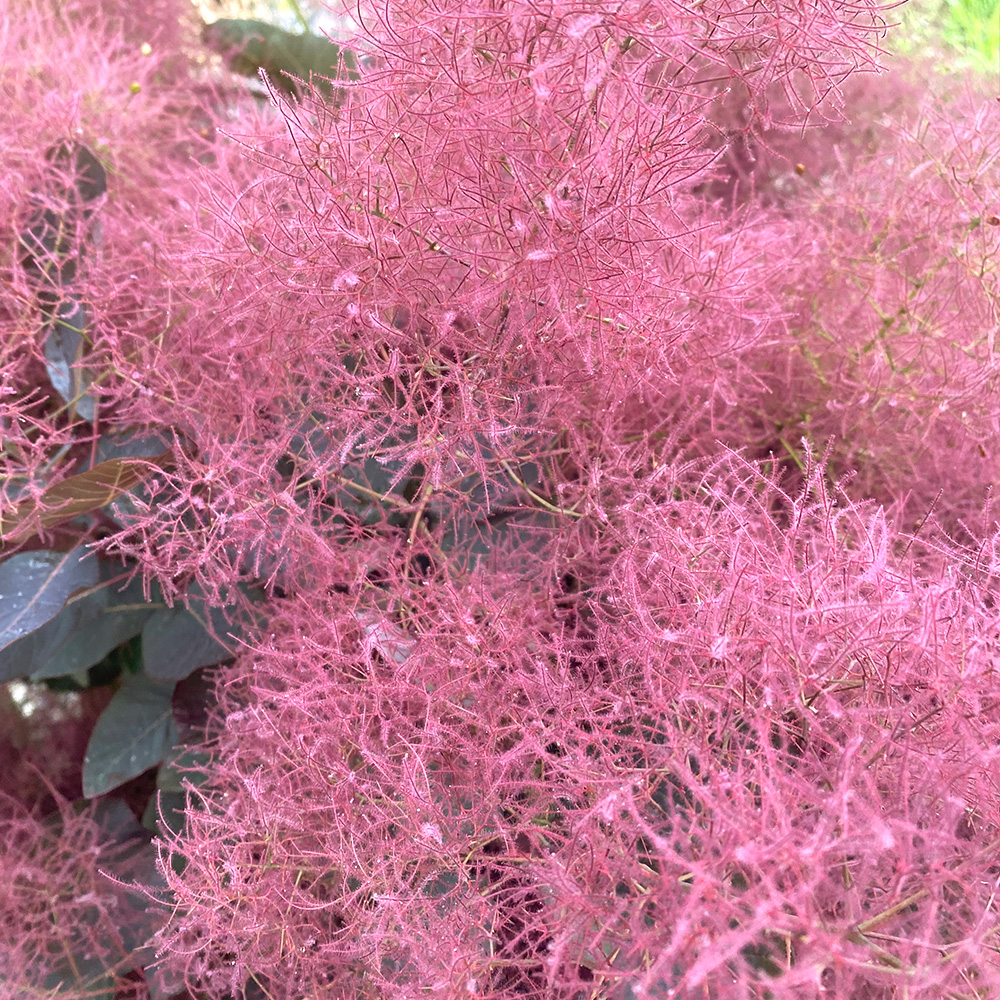 グレースの画像