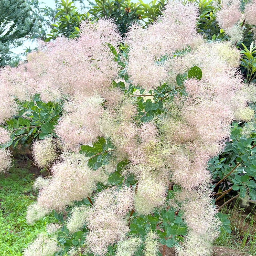 グリーンボールの画像