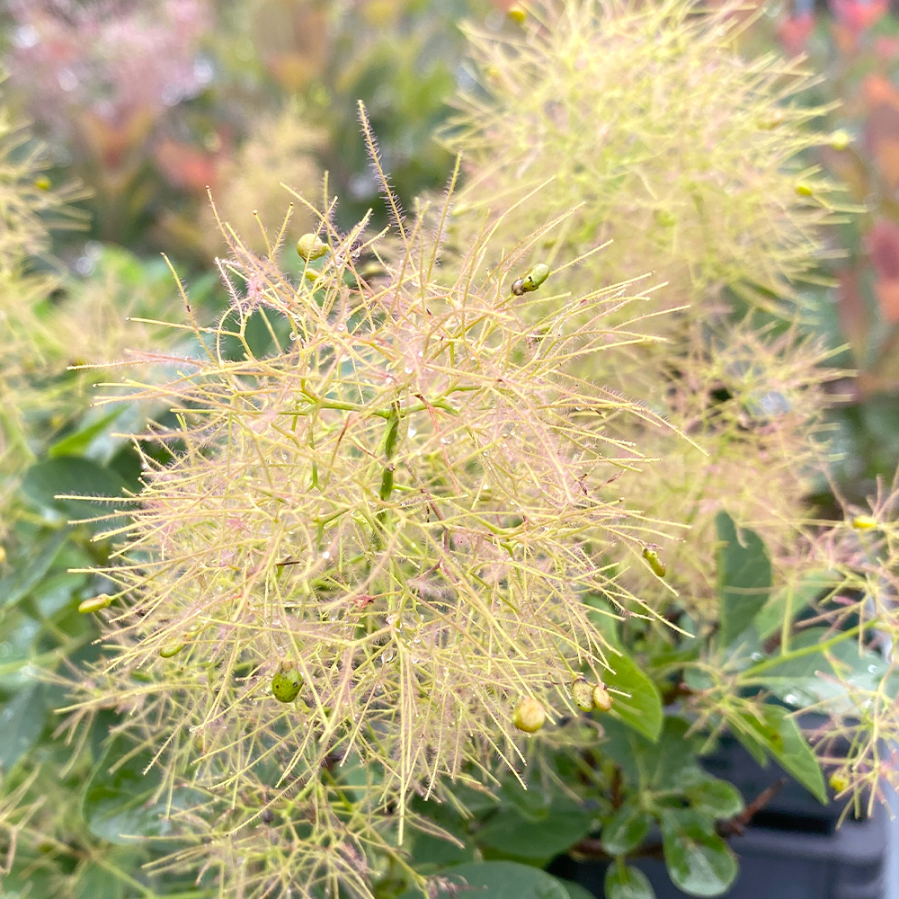 グリーンファウンテンの画像