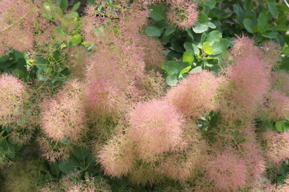 咲き誇るスモークツリー