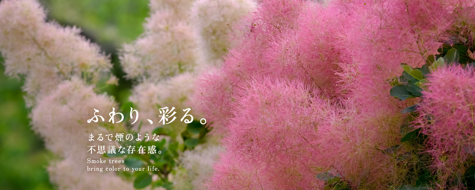 スモークツリー