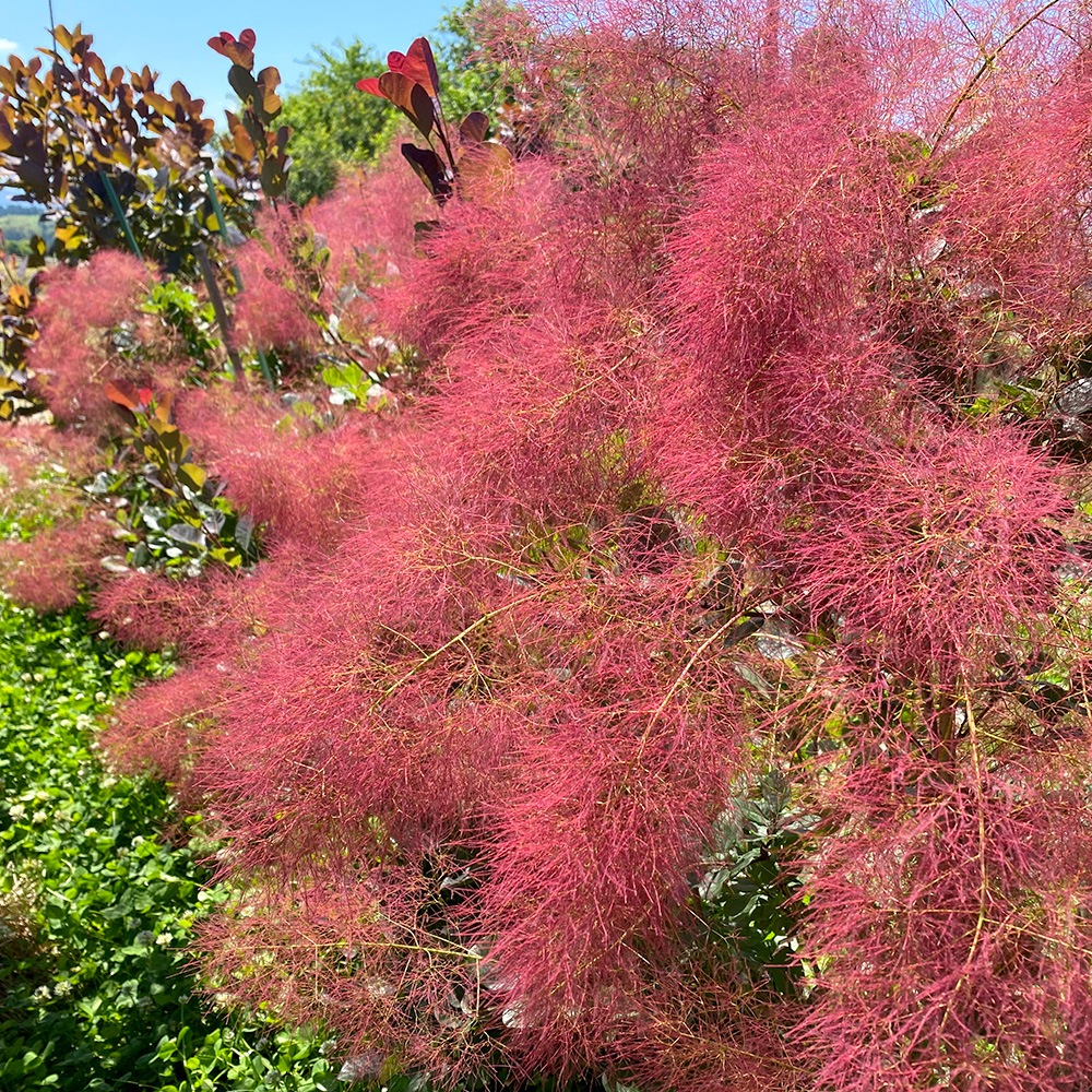 リトルルビーの画像