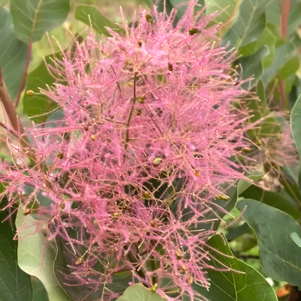 ラブリーローズの画像