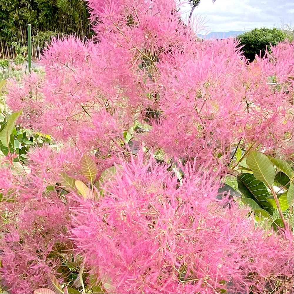 マロンシュシュの画像