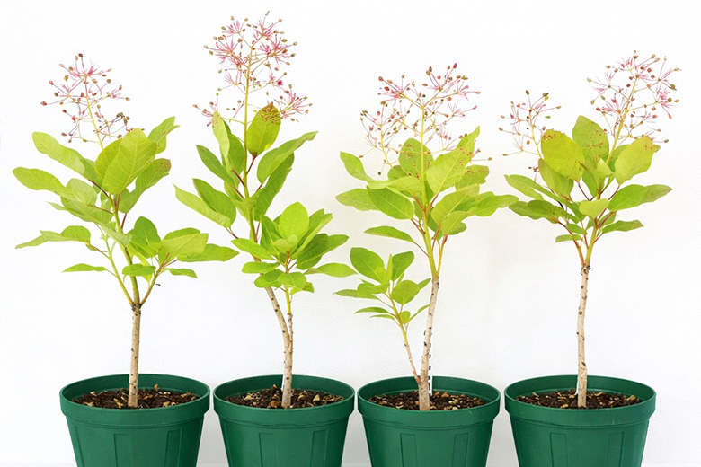 スモークツリーの苗木販売