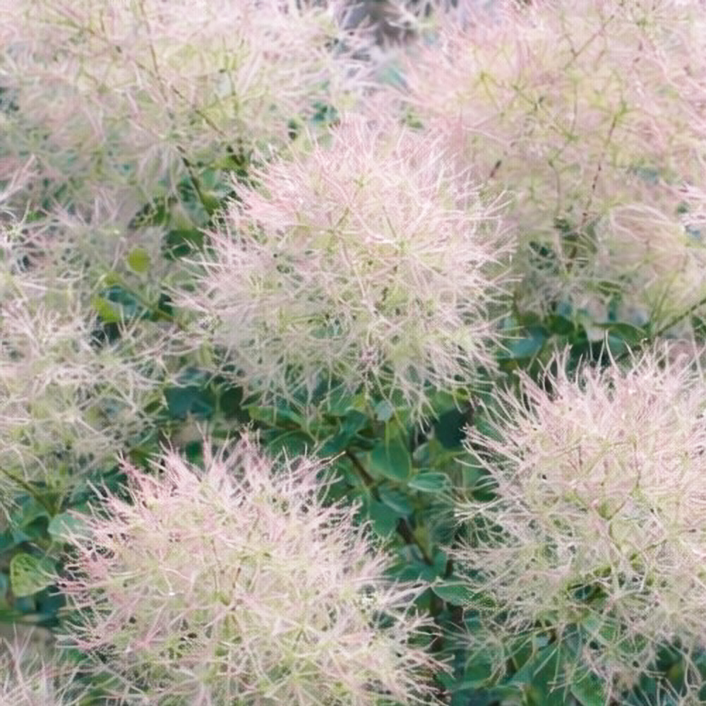 パステルシュシュの画像