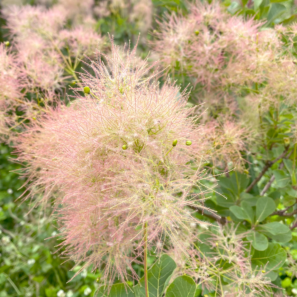 ピンクボールの画像