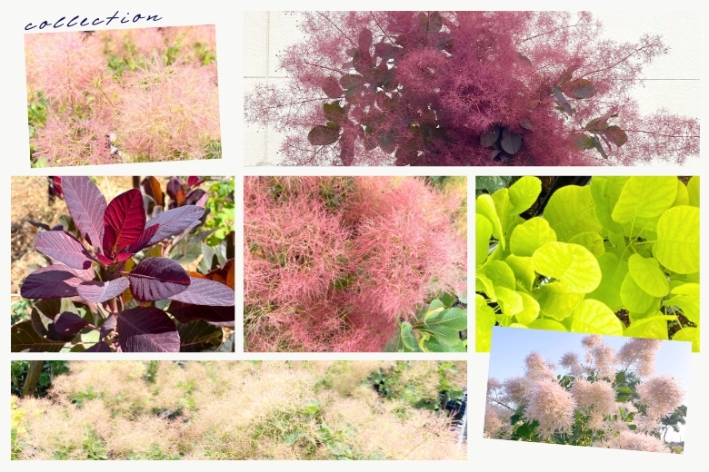 みやびはスモークツリー日本一の品種数