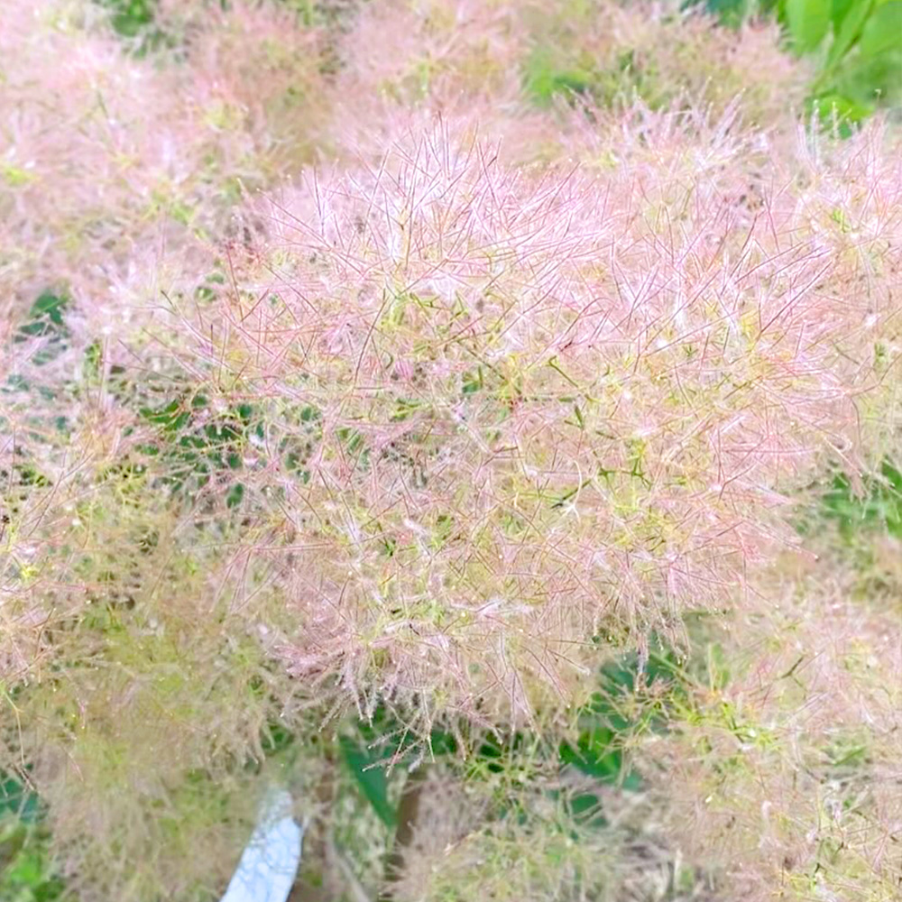 ロゼシュシュの画像