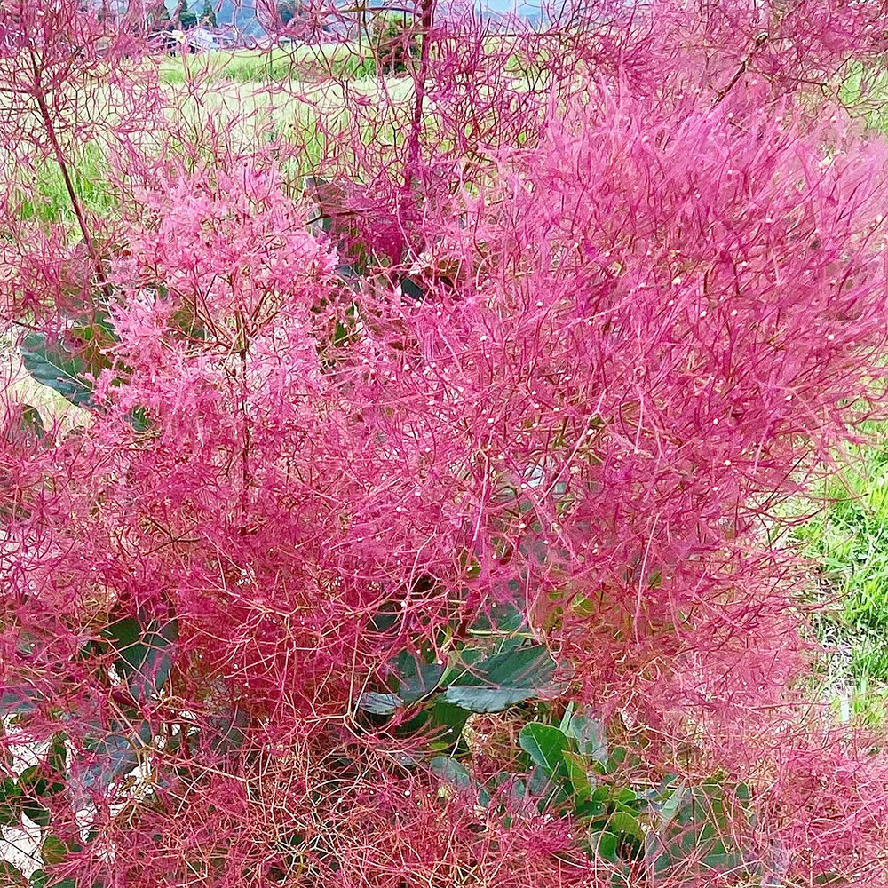 ルージュシュシュの画像