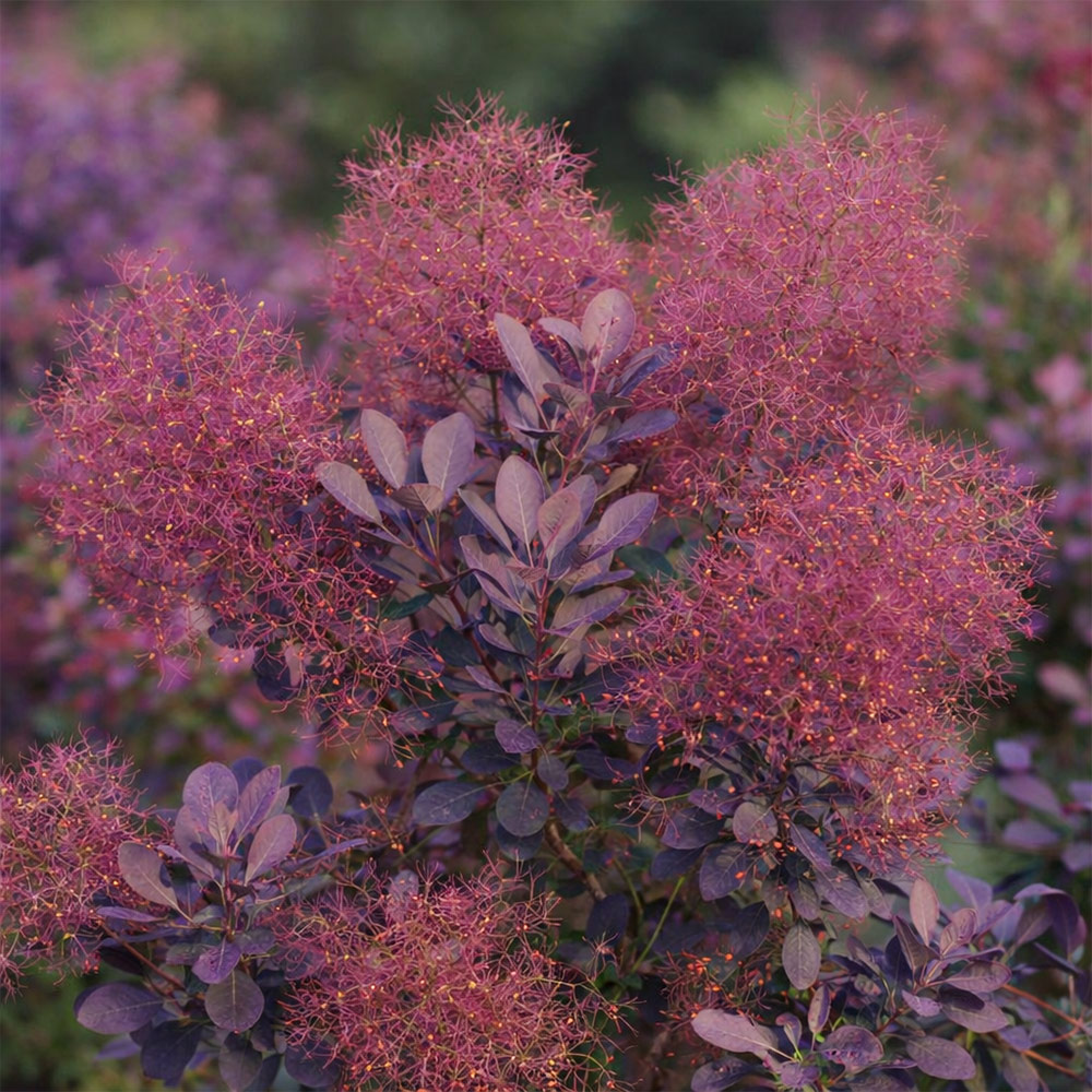 ルブリフォリウスの画像