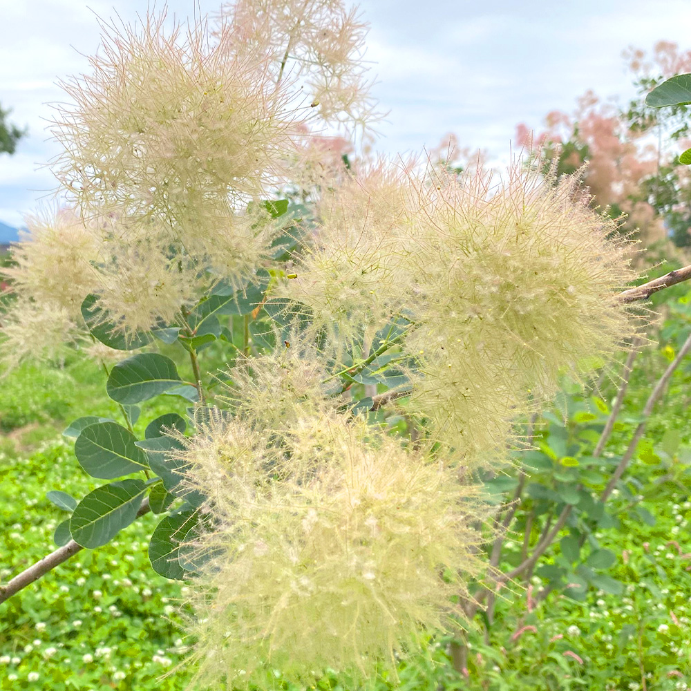 スノーパフの画像