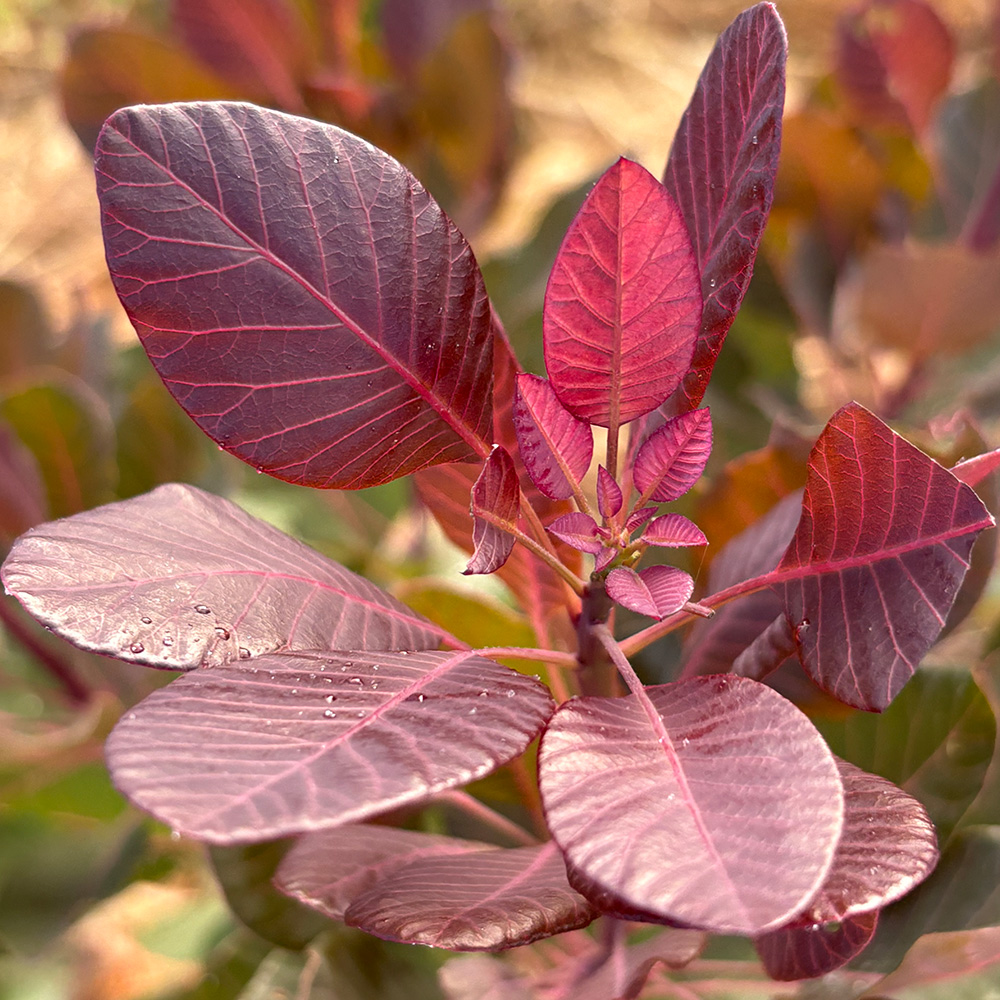 ベルベットクロークの画像