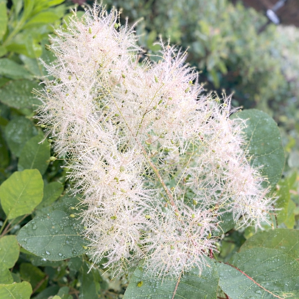 ホワイトボールの画像