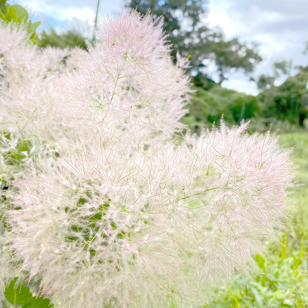 ホワイトフラーフの画像
