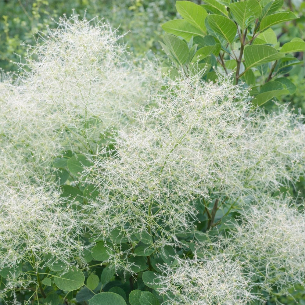 ホワイトマジックの画像