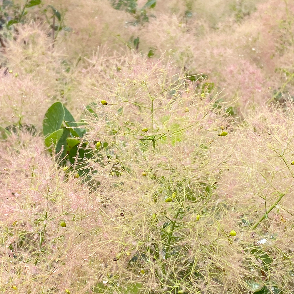 ヤングレディの画像