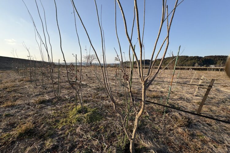 スモークツリー剪定時期｜冬の強剪定は新芽が動き出す前までが目安