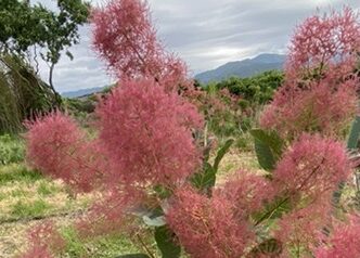 Q. 強剪定をすると切花は減りますか？