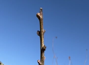 Q. 芽が少し動き始めてしまったら遅いですか？