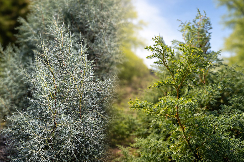 11〜12月に最盛期を迎える「コニファー」