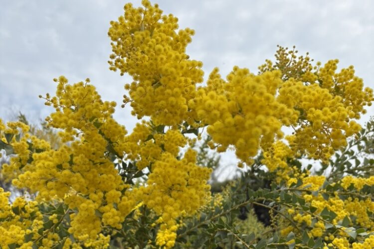 ミモザ剪定｜葉がない枝でも切っていい？