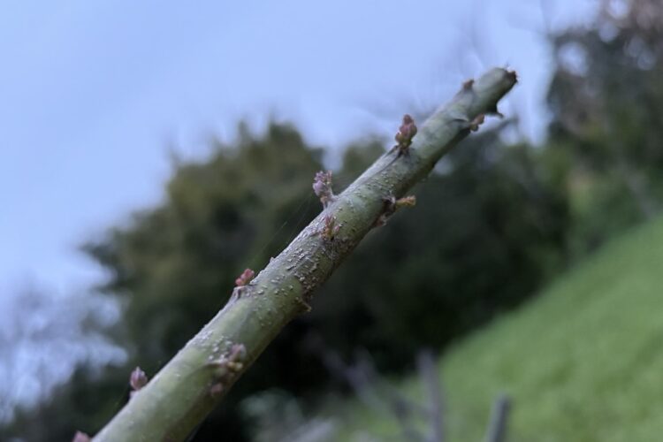 ミモザ剪定後｜葉のない枝からも芽は出る？